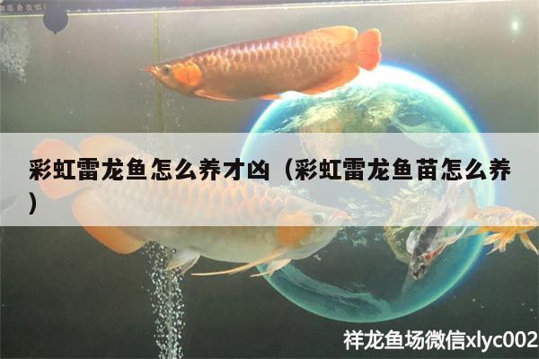 彩虹雷龍魚怎么養(yǎng)才兇（彩虹雷龍魚苗怎么養(yǎng)）