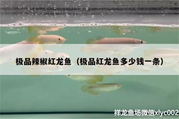 極品辣椒紅龍魚（極品紅龍魚多少錢一條） 虎紋銀版魚