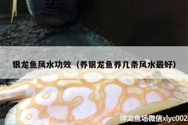 銀龍魚風(fēng)水功效（養(yǎng)銀龍魚養(yǎng)幾條風(fēng)水最好） 魚缸風(fēng)水