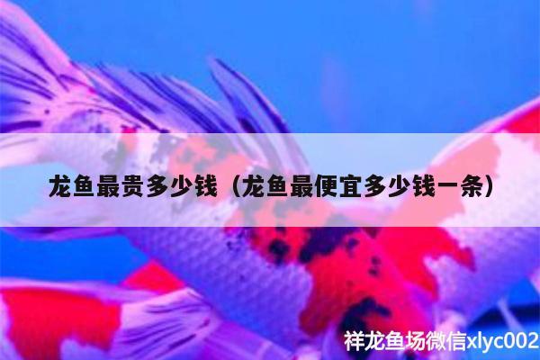 龍魚(yú)最貴多少錢(qián)（龍魚(yú)最便宜多少錢(qián)一條）