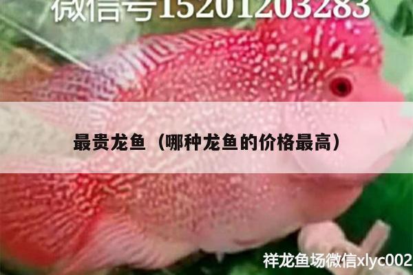 最貴龍魚（哪種龍魚的價(jià)格最高） 肥料 第2張