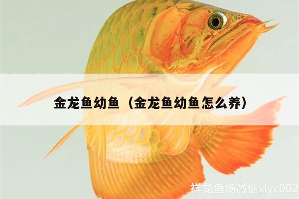 金龍魚幼魚（金龍魚幼魚怎么養(yǎng)）