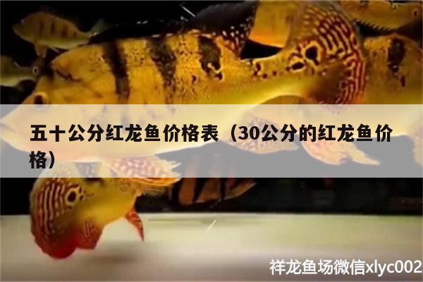 五十公分紅龍魚價(jià)格表（30公分的紅龍魚價(jià)格） 細(xì)線銀板魚苗