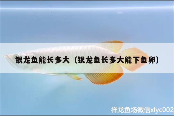 銀龍魚能長(zhǎng)多大（銀龍魚長(zhǎng)多大能下魚卵） 銀龍魚