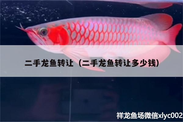 二手龍魚轉(zhuǎn)讓（二手龍魚轉(zhuǎn)讓多少錢） 魚缸清潔用具