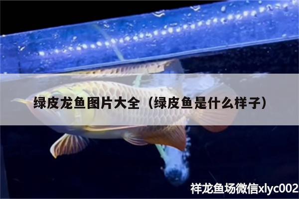 綠皮龍魚圖片大全（綠皮魚是什么樣子） 水溫計