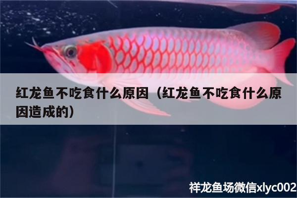 紅龍魚(yú)不吃食什么原因（紅龍魚(yú)不吃食什么原因造成的） 生態(tài)瓶/創(chuàng)意缸/桌面微景缸