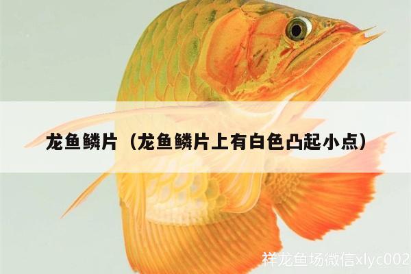 龍魚(yú)鱗片（龍魚(yú)鱗片上有白色凸起小點(diǎn)）