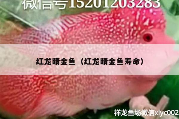 紅龍睛金魚（紅龍睛金魚壽命） 狗仔（招財貓)魚苗