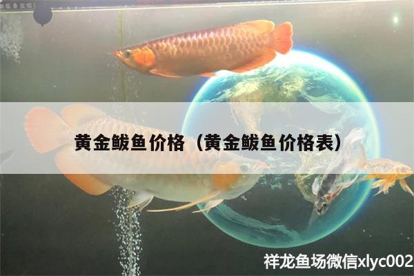 黃金鲅魚價(jià)格（黃金鲅魚價(jià)格表） 斑馬鴨嘴魚