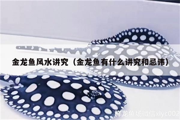 金龍魚風水講究（金龍魚有什么講究和忌諱）