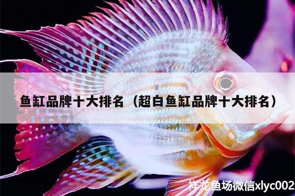 魚缸品牌十大排名（超白魚缸品牌十大排名） 杰西卡恐龍魚