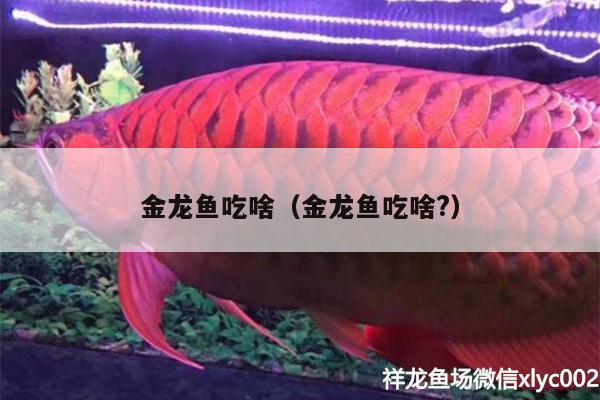 金龍魚吃啥（金龍魚吃啥?）