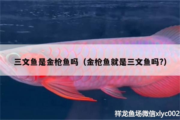 三文魚是金槍魚嗎（金槍魚就是三文魚嗎?） 白子關(guān)刀魚苗