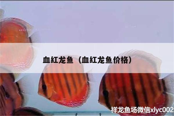 血紅龍魚（血紅龍魚價(jià)格）