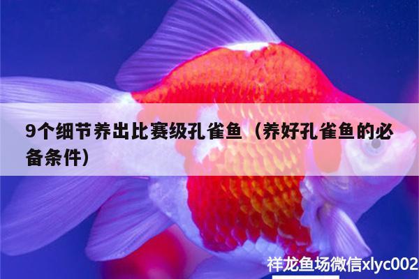 9個細節(jié)養(yǎng)出比賽級孔雀魚（養(yǎng)好孔雀魚的必備條件）