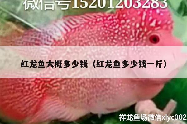 紅龍魚大概多少錢（紅龍魚多少錢一斤）