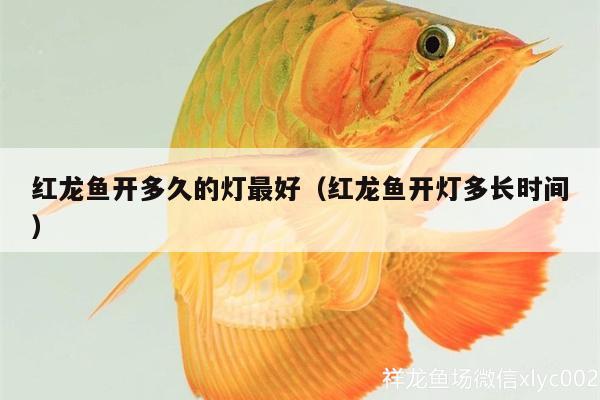 紅龍魚(yú)開(kāi)多久的燈最好（紅龍魚(yú)開(kāi)燈多長(zhǎng)時(shí)間）