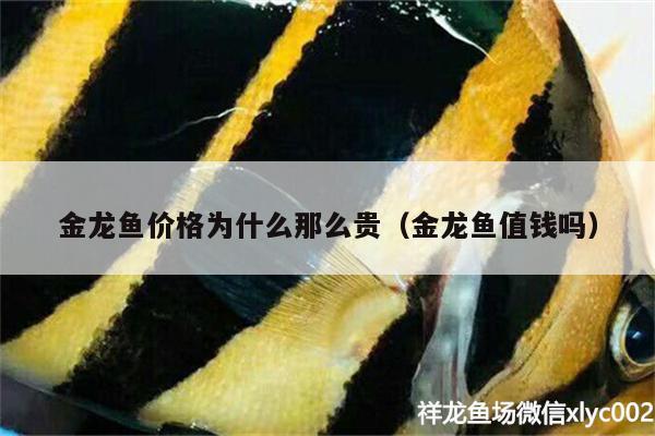 金龍魚(yú)價(jià)格為什么那么貴（金龍魚(yú)值錢(qián)嗎） 白子銀龍魚(yú)苗