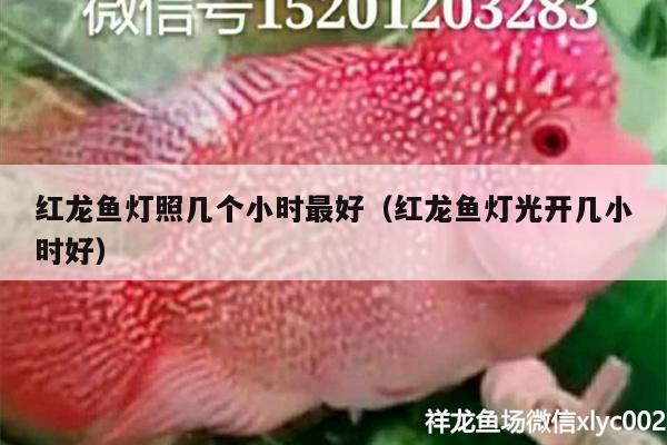 紅龍魚燈照幾個小時最好（紅龍魚燈光開幾小時好）