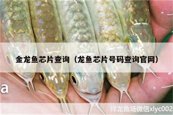 金龍魚芯片查詢（龍魚芯片號(hào)碼查詢官網(wǎng)）