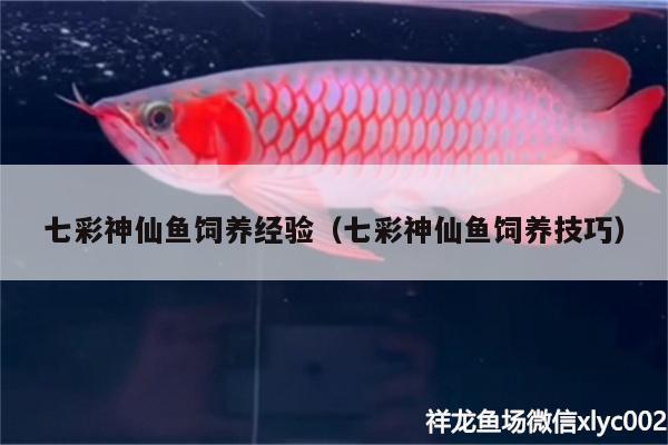 七彩神仙魚飼養(yǎng)經(jīng)驗（七彩神仙魚飼養(yǎng)技巧） 七彩神仙魚