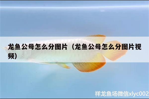 龍魚公母怎么分圖片（龍魚公母怎么分圖片視頻） 過(guò)背金龍魚