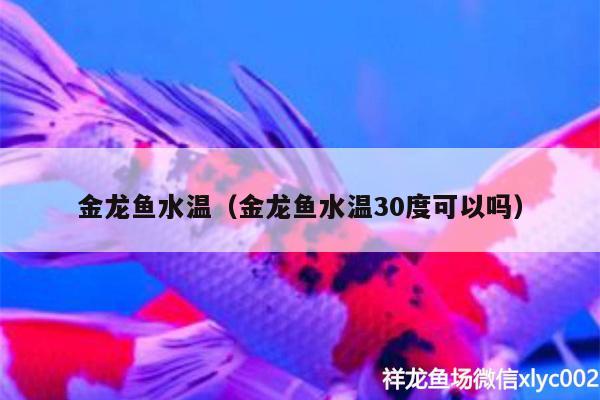 金龍魚水溫（金龍魚水溫30度可以嗎） 斑馬狗頭魚