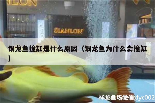 銀龍魚撞缸是什么原因（銀龍魚為什么會撞缸） 銀龍魚百科