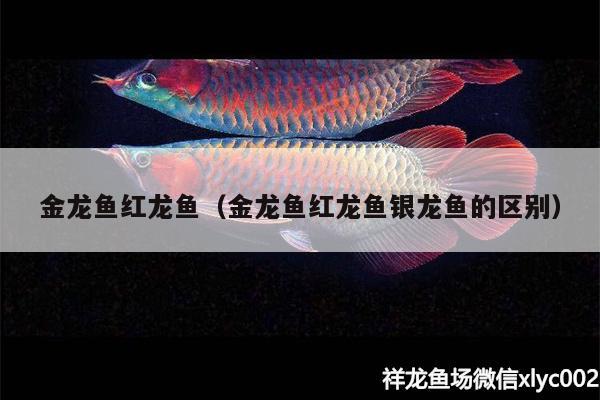 金龍魚(yú)紅龍魚(yú)（金龍魚(yú)紅龍魚(yú)銀龍魚(yú)的區(qū)別）