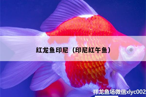 紅龍魚印尼（印尼紅午魚）