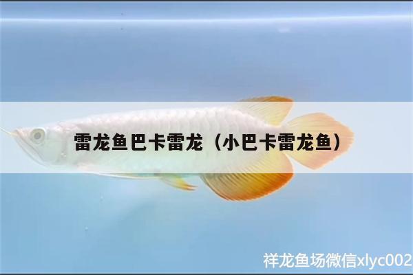 雷龍魚(yú)巴卡雷龍（小巴卡雷龍魚(yú)） 巴卡雷龍魚(yú)