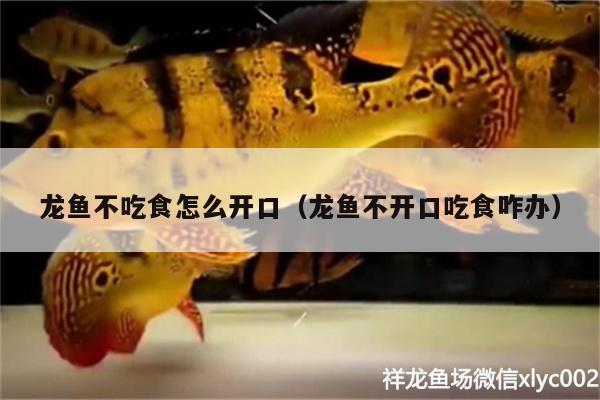 龍魚不吃食怎么開口（龍魚不開口吃食咋辦） 黃吉金龍（白子金龍魚）