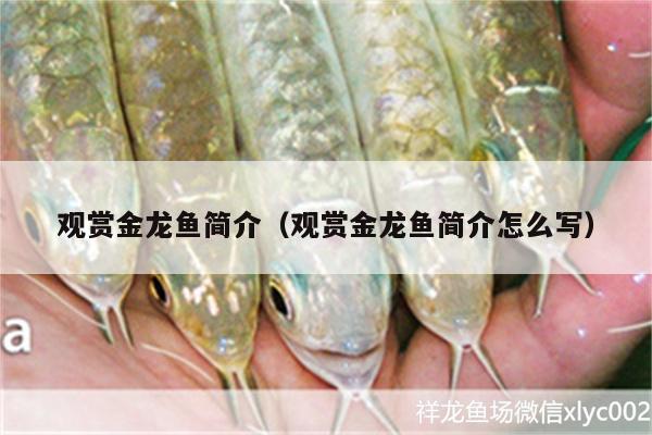 觀賞金龍魚簡介（觀賞金龍魚簡介怎么寫）