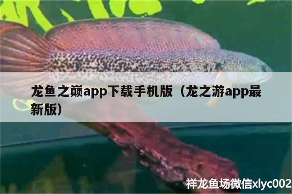 龍魚之巔app下載手機版（龍之游app最新版） 錦鯉魚