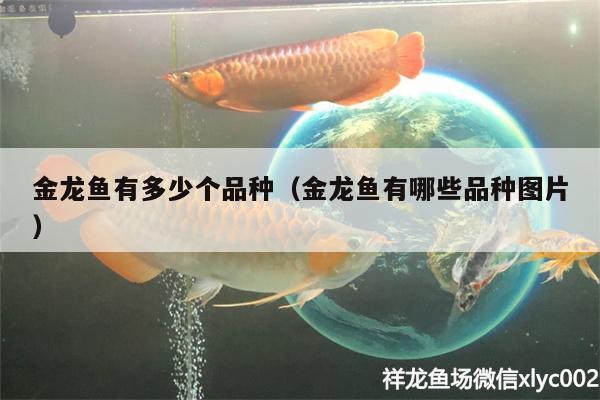 金龍魚有多少個(gè)品種（金龍魚有哪些品種圖片）