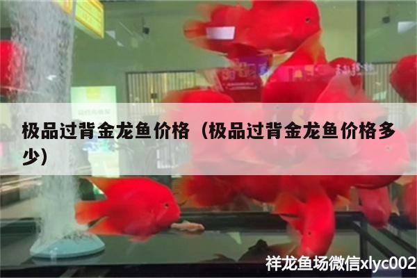 極品過背金龍魚價格（極品過背金龍魚價格多少）