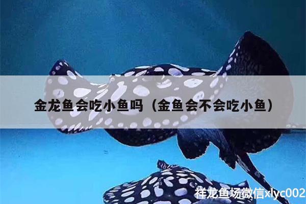 金龍魚會吃小魚嗎（金魚會不會吃小魚） 二氧化碳設(shè)備