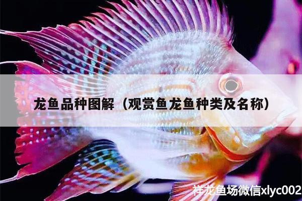 龍魚品種圖解（觀賞魚龍魚種類及名稱）