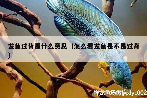 龍魚過背是什么意思（怎么看龍魚是不是過背）