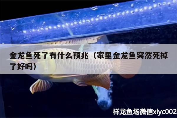 金龍魚死了有什么預(yù)兆（家里金龍魚突然死掉了好嗎）