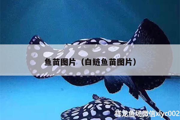 魚苗圖片（白鰱魚苗圖片） 純血皇冠黑白魟魚