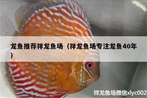 龍魚推薦祥龍魚場（祥龍魚場專注龍魚40年）