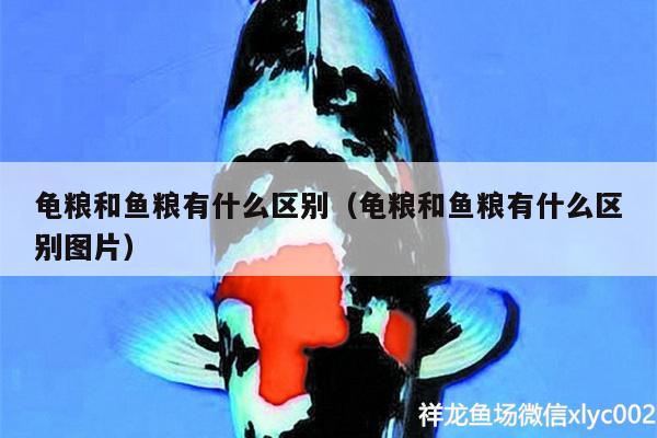 龜糧和魚糧有什么區(qū)別（龜糧和魚糧有什么區(qū)別圖片）