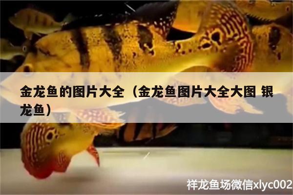 金龍魚的圖片大全（金龍魚圖片大全大圖銀龍魚） 銀龍魚