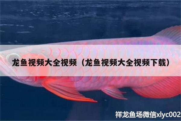 龍魚視頻大全視頻（龍魚視頻大全視頻下載） 圖騰金龍魚