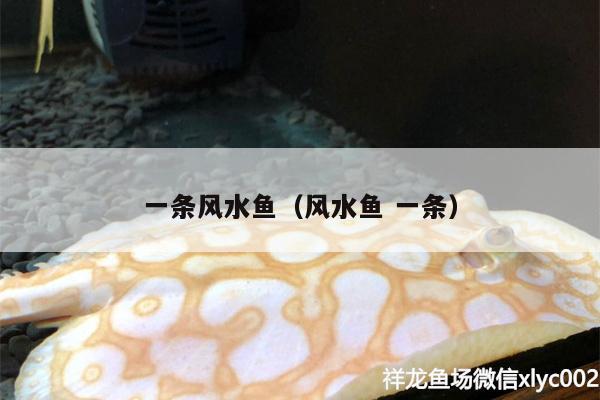 一條風(fēng)水魚（風(fēng)水魚一條）