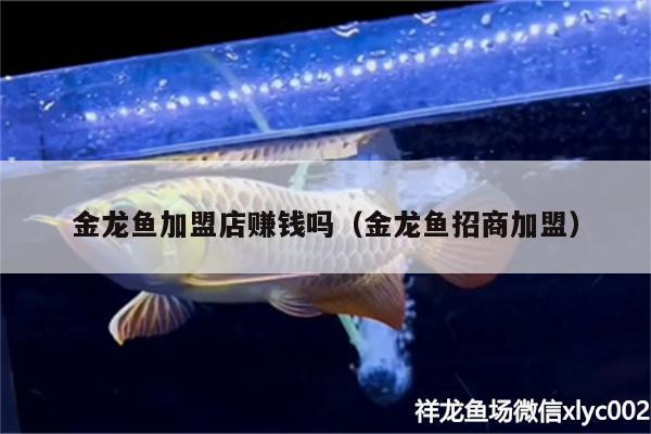 金龍魚加盟店賺錢嗎（金龍魚招商加盟）