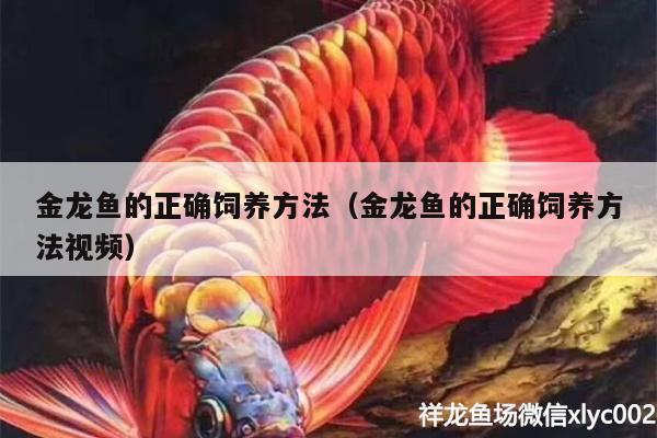 金龍魚(yú)的正確飼養(yǎng)方法（金龍魚(yú)的正確飼養(yǎng)方法視頻）