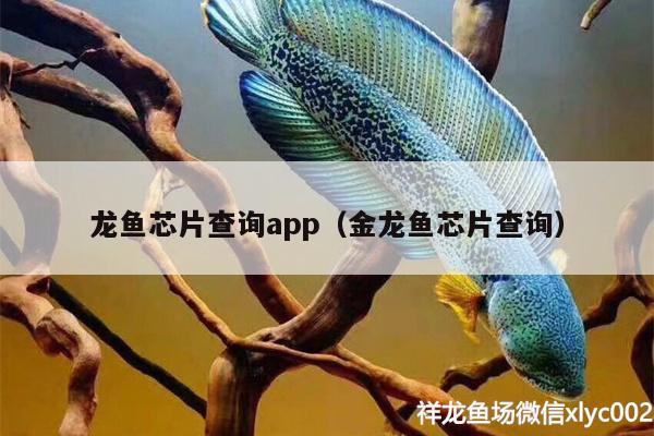 龍魚芯片查詢app（金龍魚芯片查詢） 藍(lán)底過背金龍魚